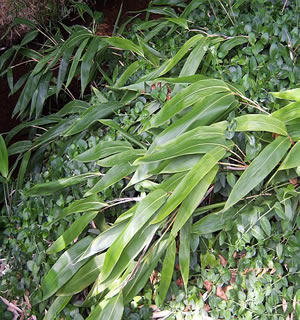 Long Leaf Bamboo